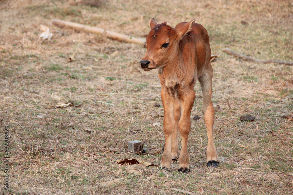 veal in laos veal in laos