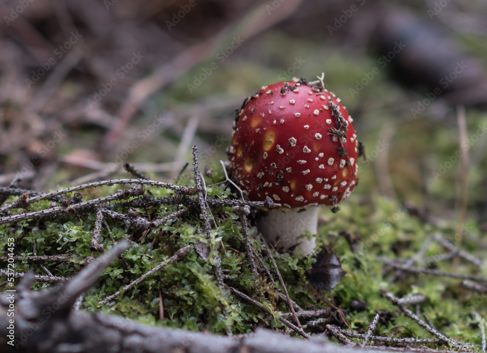 Magic red poisonous mushroom in the forest, Fungi season Magic red poisonous mushroom in the forest, Fungi season