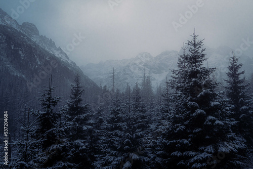 Moody dark image of pine tree forest in the foreground and high mountain ranges in the background during a cloudy and foggy winter afternoon at Morskie Oko, Poland.