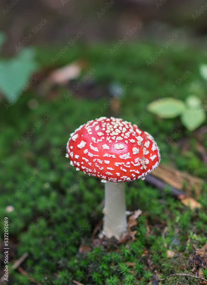 Magic red poisonous mushroom in the forest, Fungi season Magic red poisonous mushroom in the forest, Fungi season