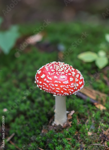 Magic red poisonous mushroom in the forest, Fungi season