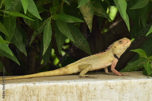 Oriental Garden Lizard © raheel