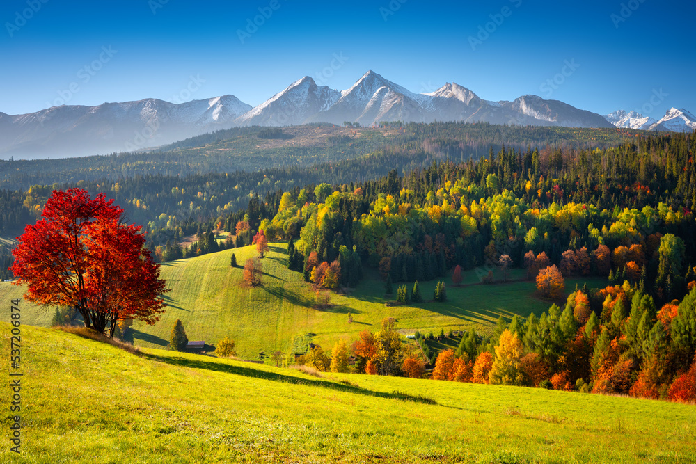 Beautiful autumn with a red and yellow trees under the Tatra Mountains at sunrise. Slovakia - obrazy, fototapety, plakaty 