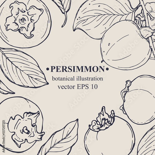 Vector hand darwn persimmon frame. Persimmon elements. Botanical illustration for backdrop, cover design