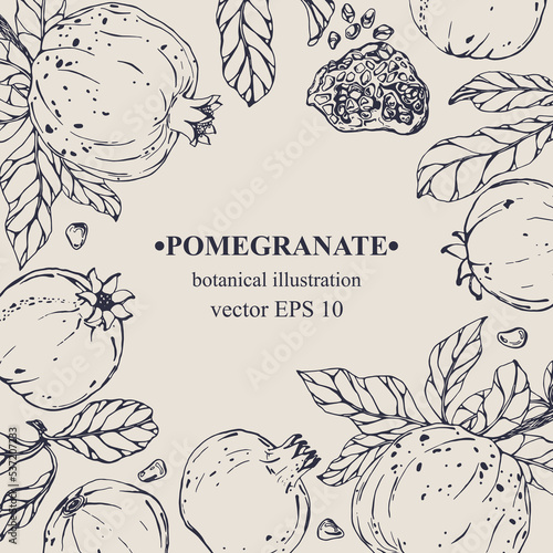 Vector hand darwn pomegranate frame. Pomegranate elements. Botanical illustration for backdrop, cover design