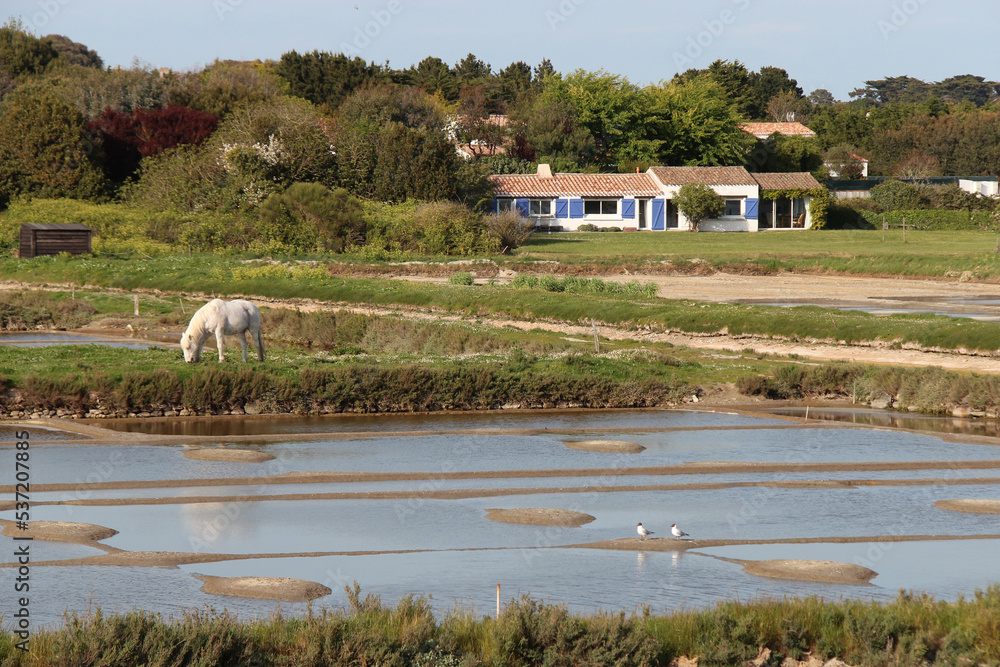 horse and salt marsh at noirmoutier island (france) horse and salt marsh at noirmoutier island (france)
