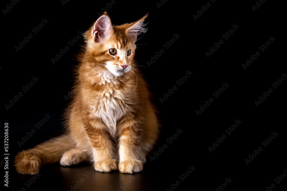 Red tabby American Coon Cat looking at camera.A big cat. Front view, studio shot.