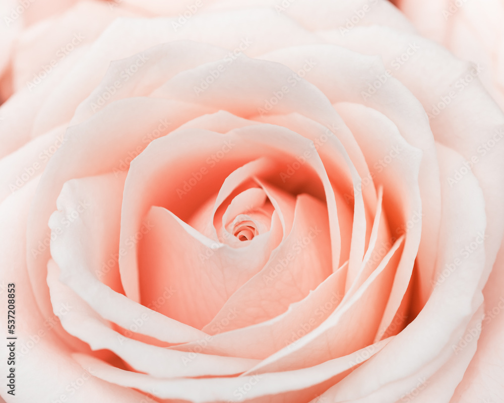 Close up rose flower, delicate macro petals peach cream pastel colors, natural flowery background. Fresh soft blooming rose. Selective focus flowery card, nature floral design postcard Close up rose flower, delicate macro petals peach cream pastel colors, natural flowery background. Fresh soft blooming rose. Selective focus flowery card, nature floral design postcard