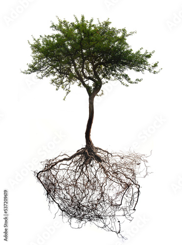 tree with roots isolated on white background