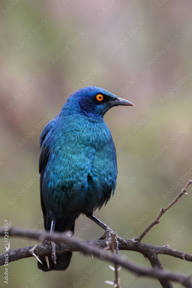 Cape Glossy Starling, Pilanesberg National Park, South Arica Cape Glossy Starling, Pilanesberg National Park, South Arica