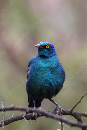 Cape Glossy Starling, Pilanesberg National Park, South Arica