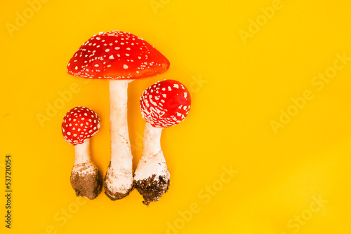 mushrooms hallucinogen mushroom fly agaric against a yellow background. preparations from Amanita muscaria. drugs
