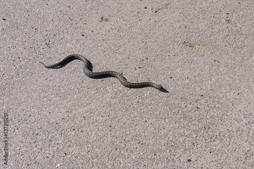 Cold-blooded viper is slithering on asphalt road in Dnipro city, Ukraine