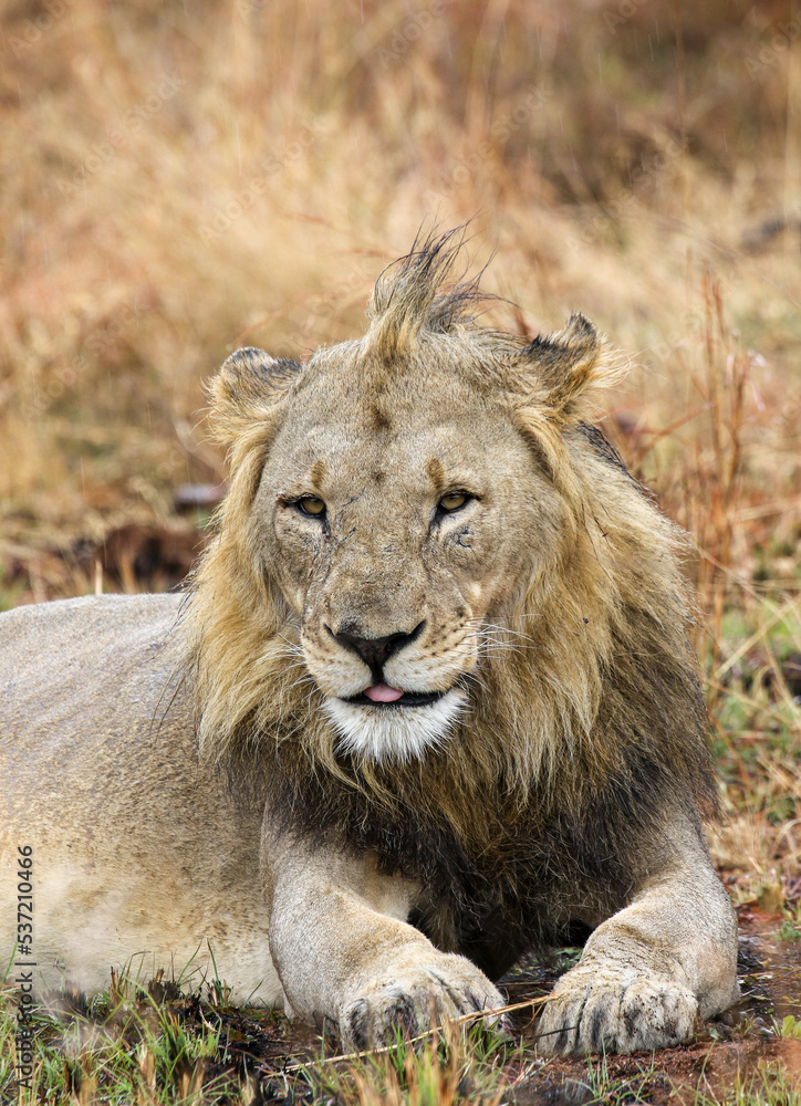 Male lion, Pilanesberg National Park, South Africa