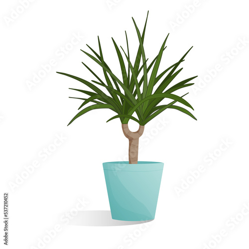 Plant in a pot. Cartoon dracaena. Isolated vector illustration