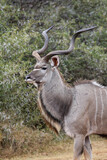 Kudu bull, Pilanesberg National Park, South Africa