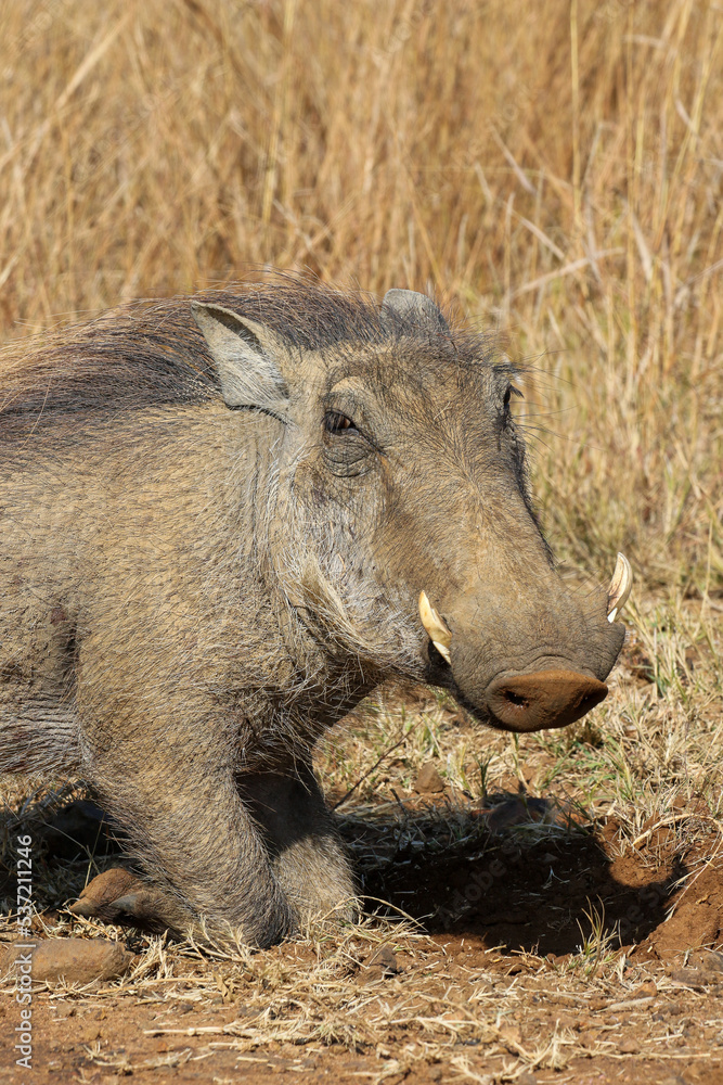 Warthog, Pilanesberg National Park, South Africa Warthog, Pilanesberg National Park, South Africa