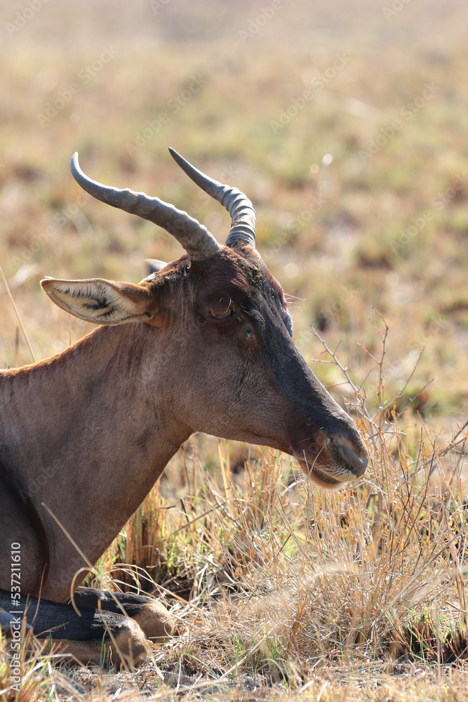 Obraz premium Tsessebe antelope, Pilanesberg National Park, South Africa