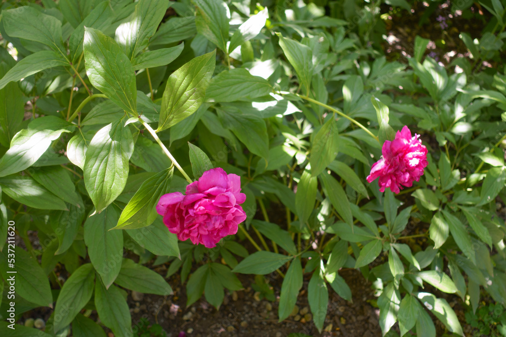 Bush of magenta colored peonies with two flowers in June