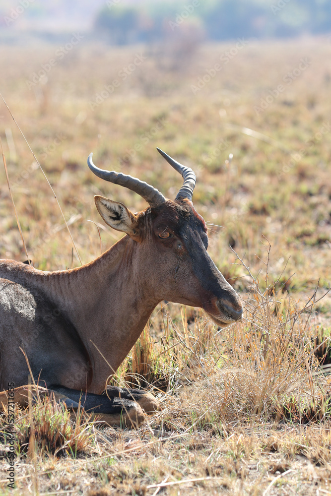 Tsessebe antelope, Pilanesberg National Park, South Africa Tsessebe antelope, Pilanesberg National Park, South Africa