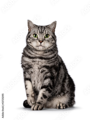 Handsome adult British Shorthair cat, sitting up fcing front with one paw slightly lifted. Looking towards camera with mesmerizing green eyes. Isolated on a white background.