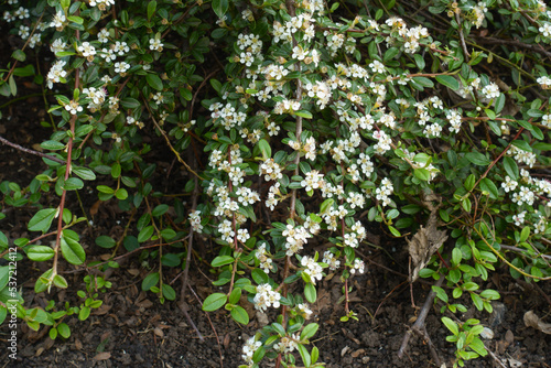 Multiple white flowers of rock cotoneaster n mid May photo