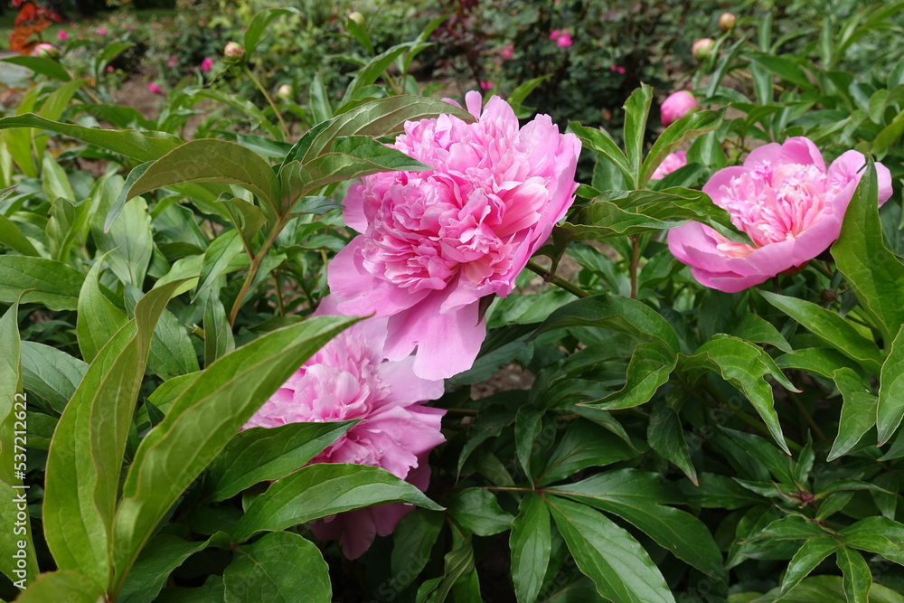 Big pink flowers in the leafage of common peonies in mid May
