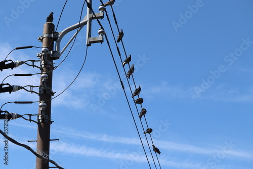 Rock doves lined up on the power line