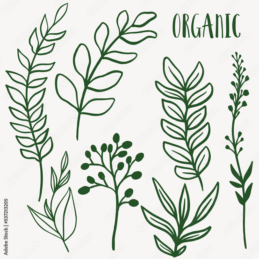 Fototapeta premium Plant nature hand drawn set. Collection of botanical element.