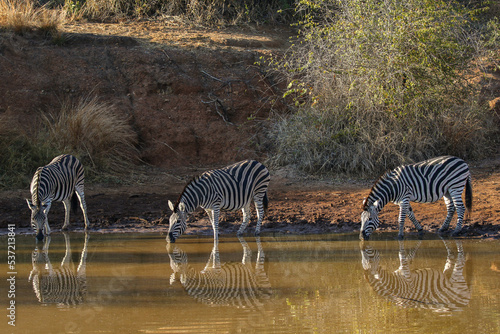 Plains Zebra drinking water from the waterhole  Pilanesberg National Park  South Africa