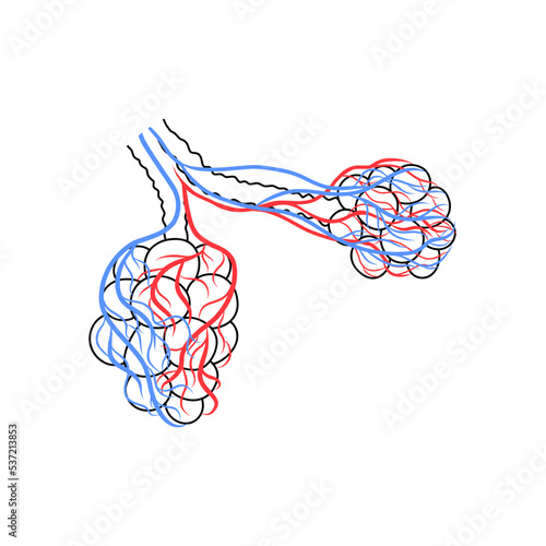 Illustration with alveoli. Vector illustration isolated. Medical design.