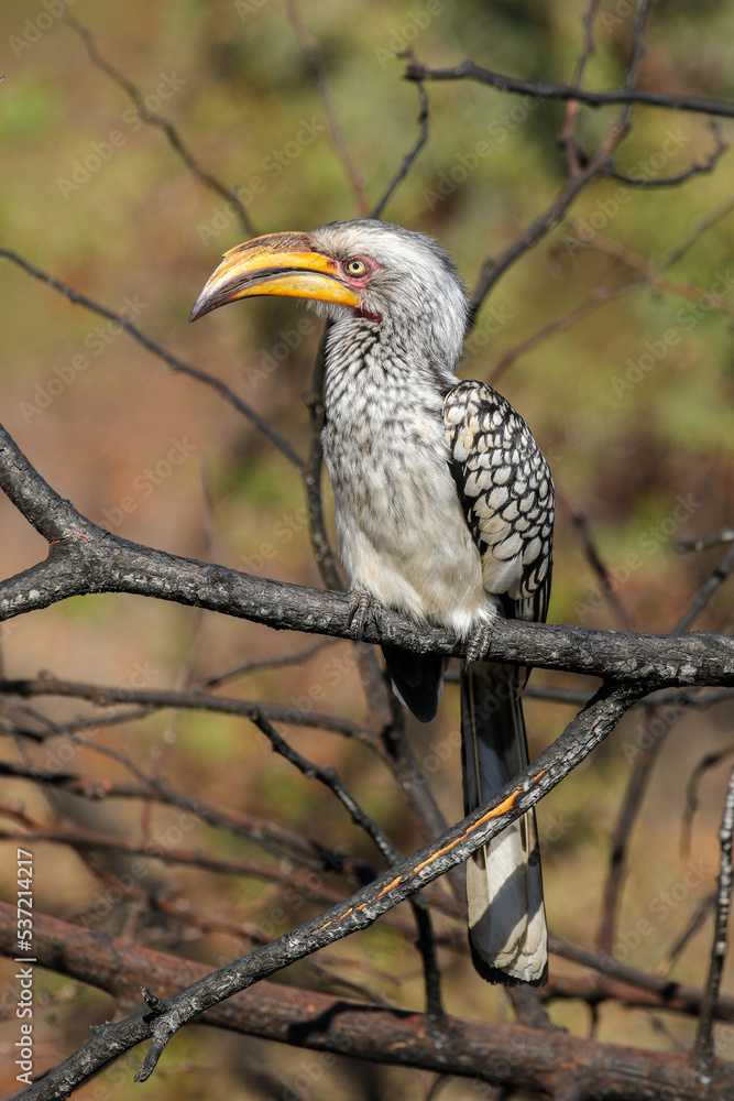 Obraz premium Southern Yellow-billed Hornbill, Pilanesberg National Park, South Africa