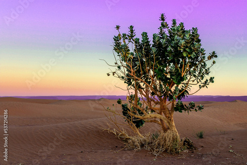 Lone Tree in the Sahara Desert at Sunset, Morocco