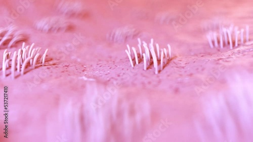 3d rendered medical animation of  the uterine cilia photo