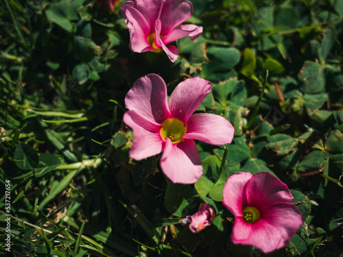 pink flowers in the garden