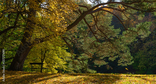 A wooden bench under a tree by a pond in a park in autumn