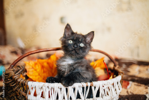 The kitten is sitting in a basket. A kitten in autumn leaves. The kitten has a funny face. The kitten has an evil face. Pets. A beautiful fluffy cat.