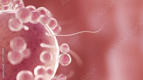 3d rendered medical animation of  sperms swimming towards an egg cell photo