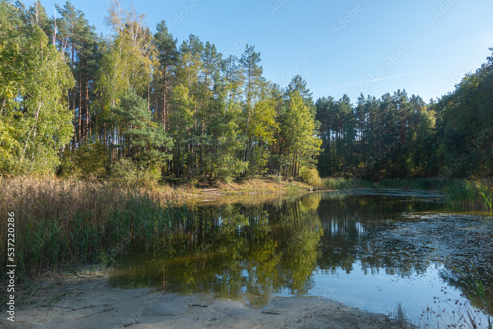 View of a forest lake on a sunny day