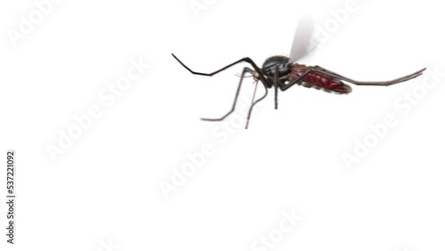 3d rendered medical animation of  a mosquito biting a human photo