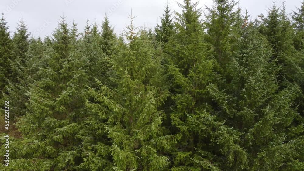 Pine Trees Aerial View Panning Right to Left in South Wales UK - Drone Footage 4K Pine Trees Aerial View Panning Right to Left in South Wales UK - Drone Footage 4K