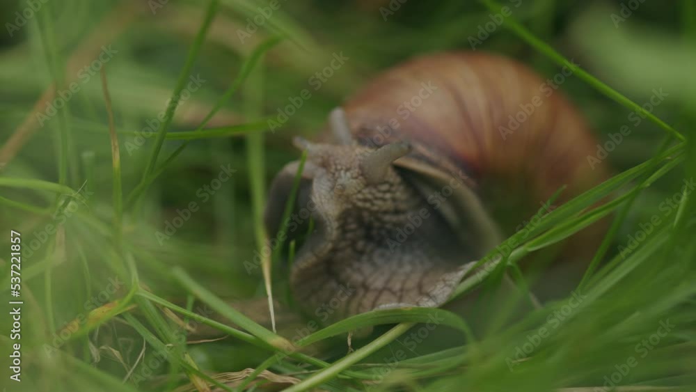 Edible snail with eye tentacles unfurls slowly from brown ornate shell Edible snail with eye tentacles unfurls slowly from brown ornate shell