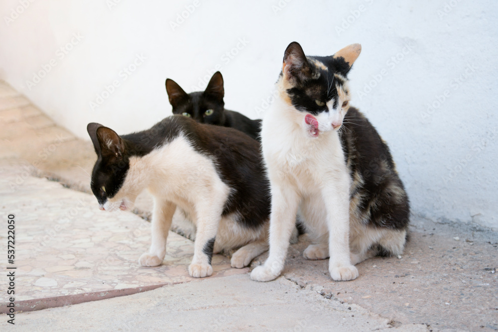 gatos callejeros se relamen después de comer sobre la acera