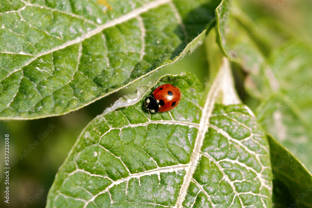 Mariquita sobre hoja vegetal en la huerta, Coccinellidae Mariquita sobre hoja vegetal en la huerta, Coccinellidae