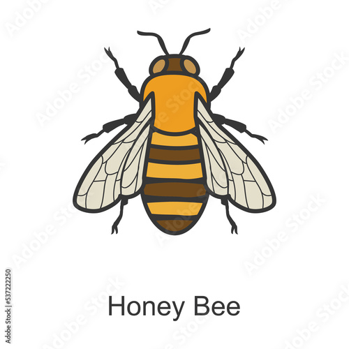 Bee honey vector icon.Color vector icon isolated on white background bee honey.