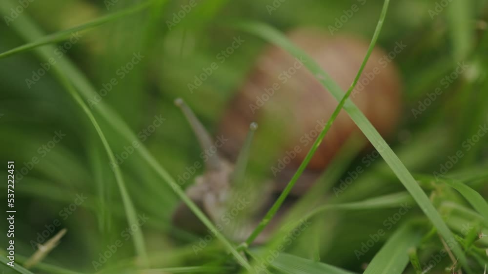 Searching tentacle eyes of brown edible snail in soft focus green grass Searching tentacle eyes of brown edible snail in soft focus green grass