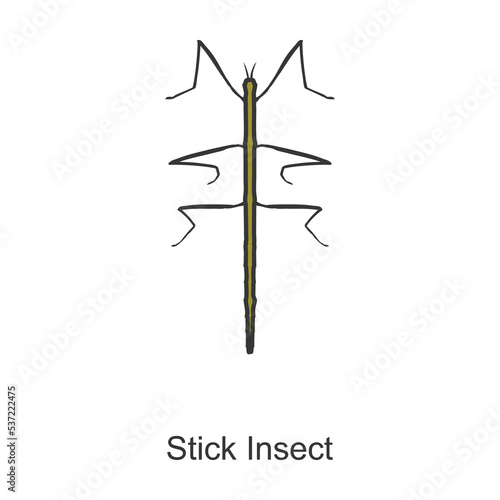 Stick insect vector icon.Color vector icon isolated on white background stick insect.