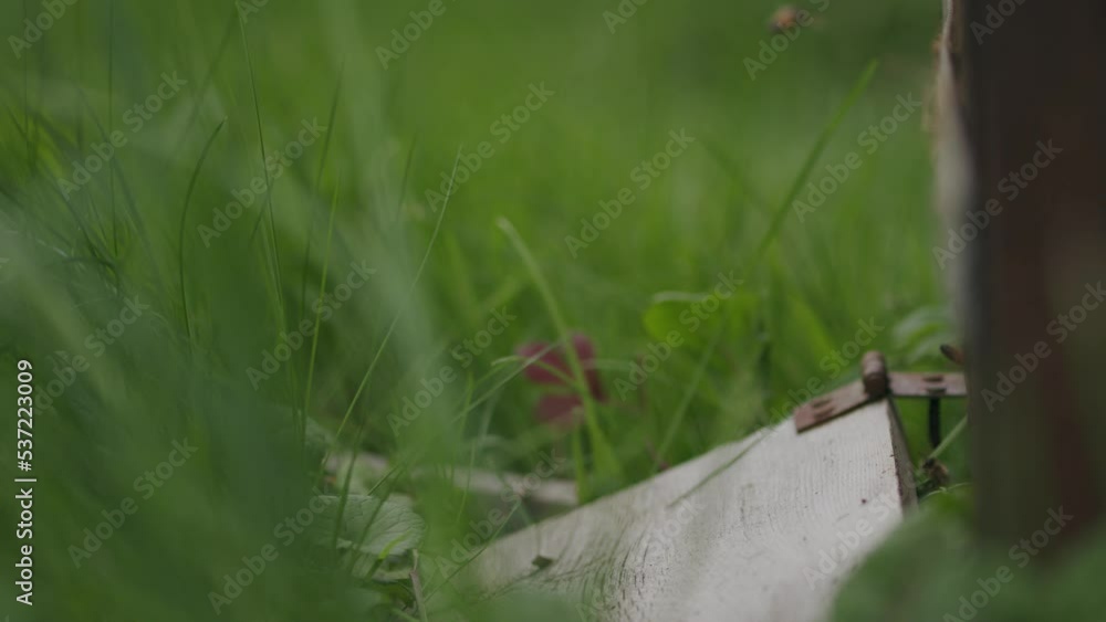 Busy honey bees enter and exit beehiive in green grass selective focus Busy honey bees enter and exit beehiive in green grass selective focus