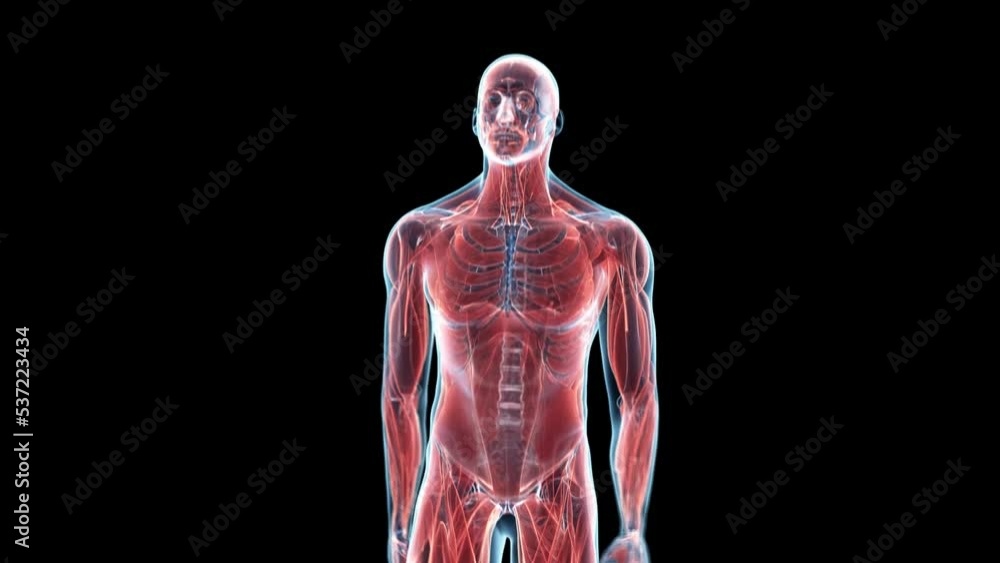 3d rendered medical animation of the anatomy of a walking man 3d rendered medical animation of the anatomy of a walking man