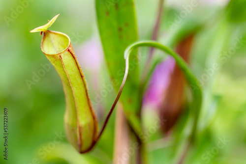 The Nepenthes is a type of insectivorous plant that grows mainly in the rain forest.

